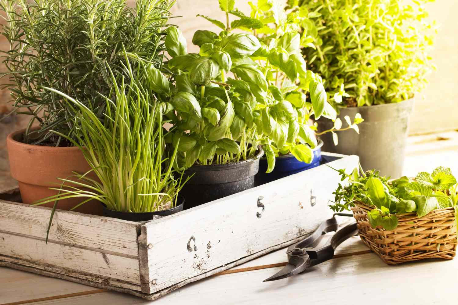 What Outdoor Plants Repel Bugs