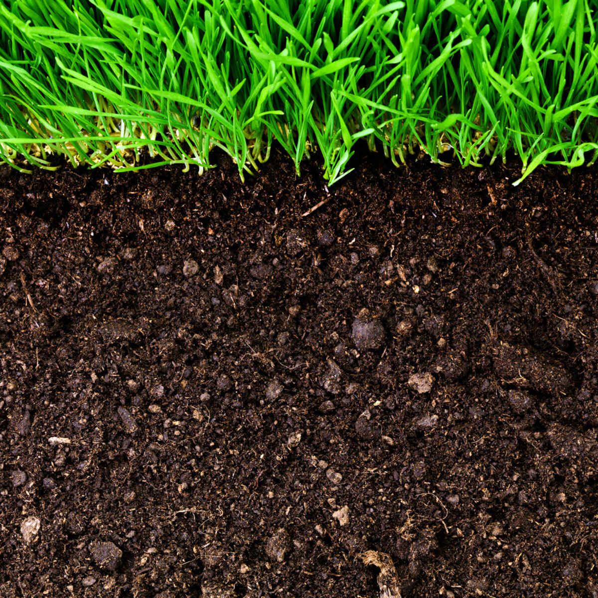 What Soil Is Best For Grass Seed