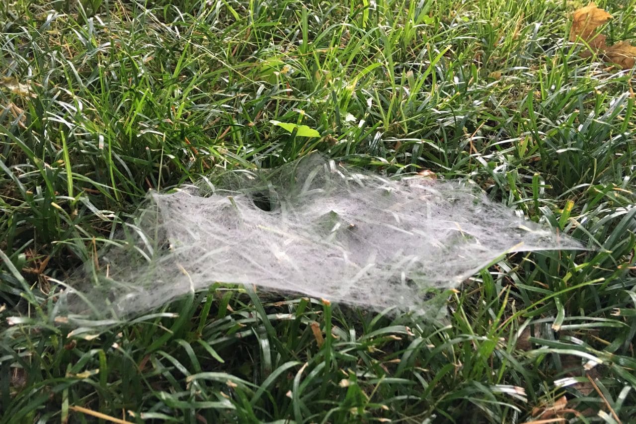 What Spider Makes A Web In The Grass