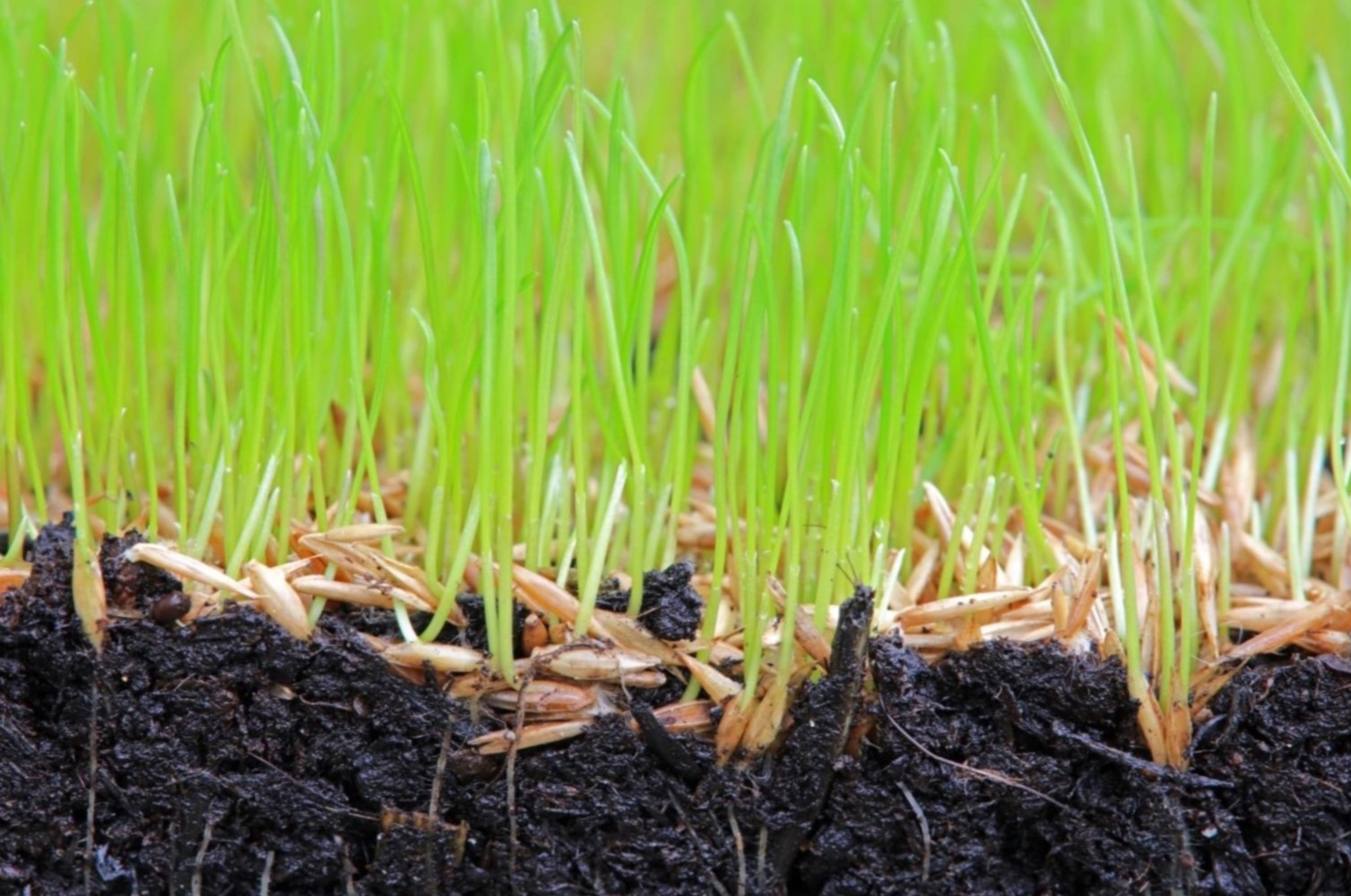 What Temperature Does Grass Seed Germinate