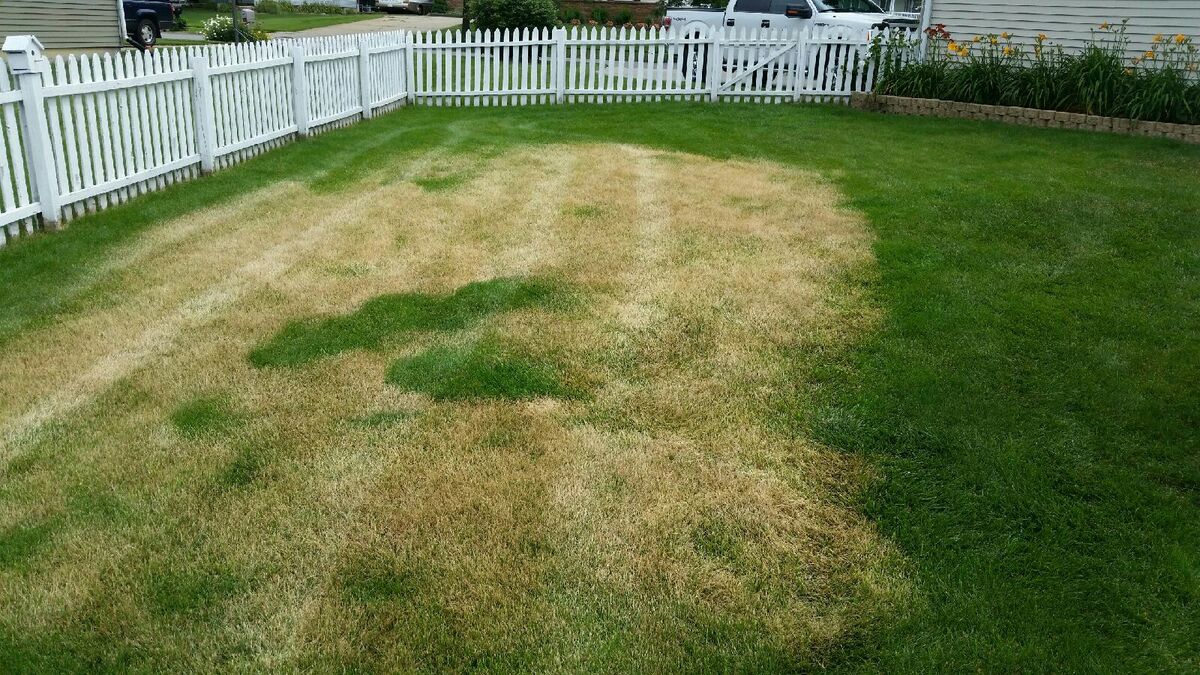 What To Do About Burnt Grass