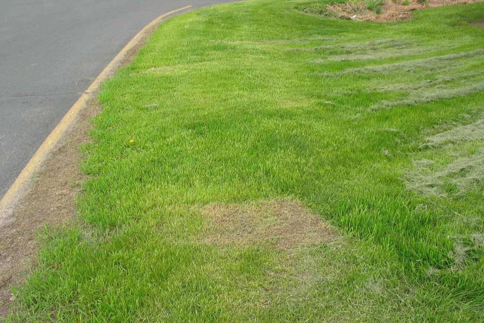 What To Do If I Cut My Grass Too Short