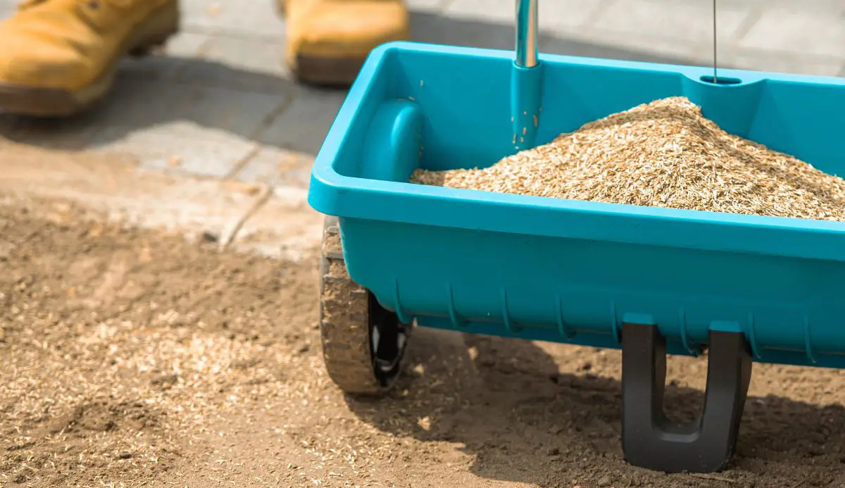 What To Do If You Put Down Too Much Grass Seed Storables