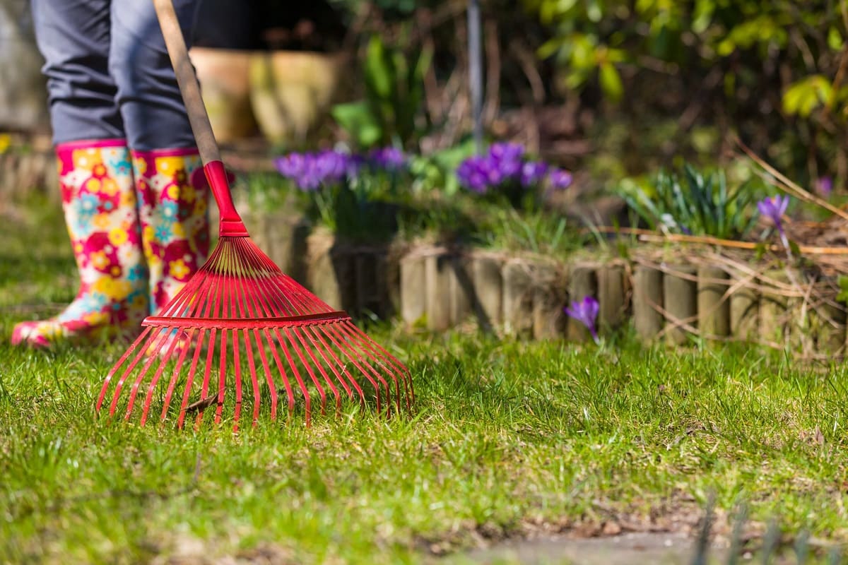 What To Do To Grass In Spring
