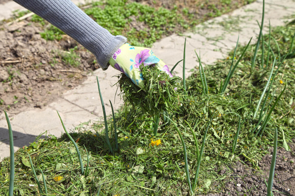 What To Do When Grass Grows Through Mulch