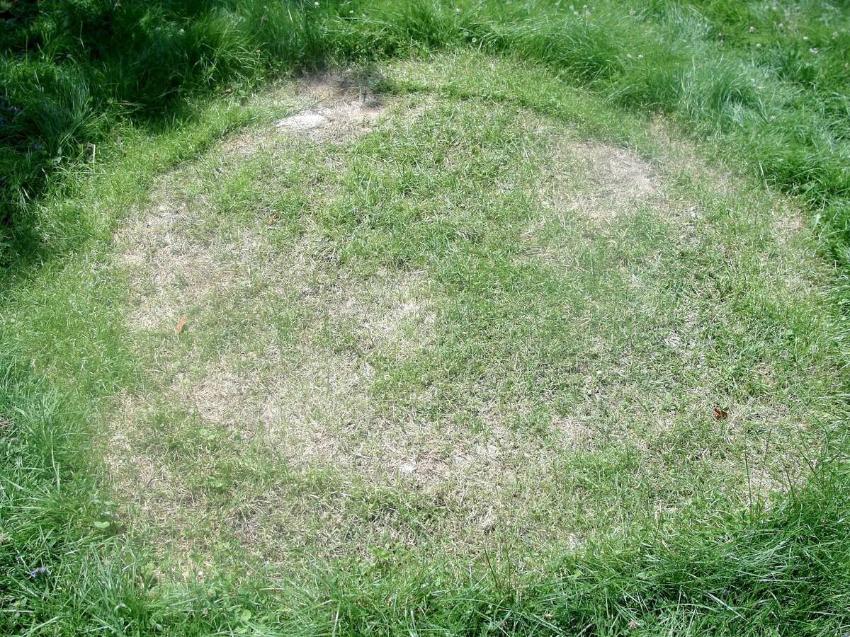 What To Do With Dead Patches Of Grass