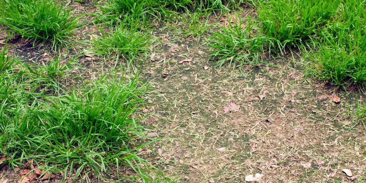 What To Do With Patchy Grass