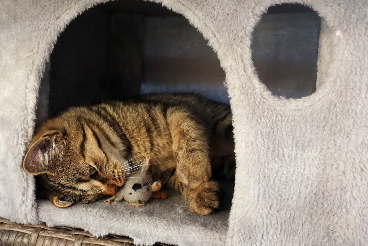 What To Put In An Outdoor Cat House