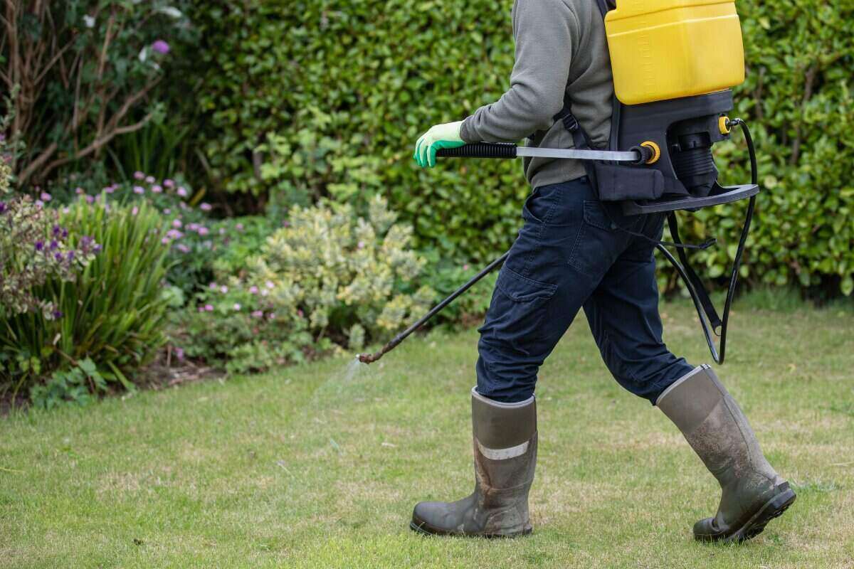 What To Spray On My Lawn To Kill Weeds But Not Grass