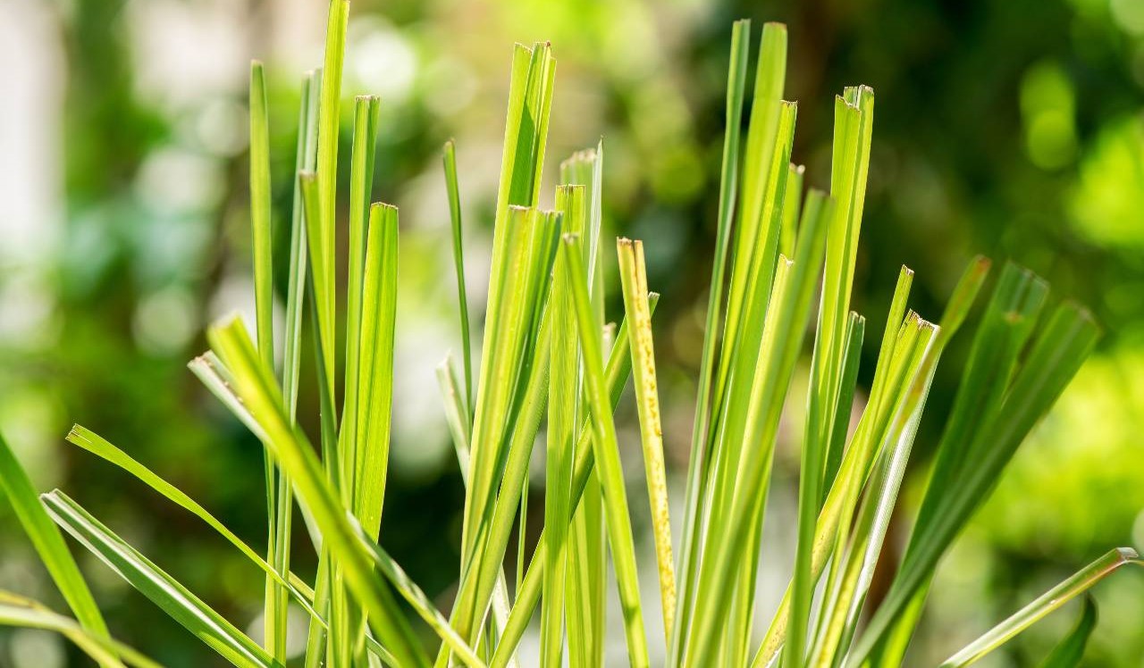 What To Use Lemon Grass For