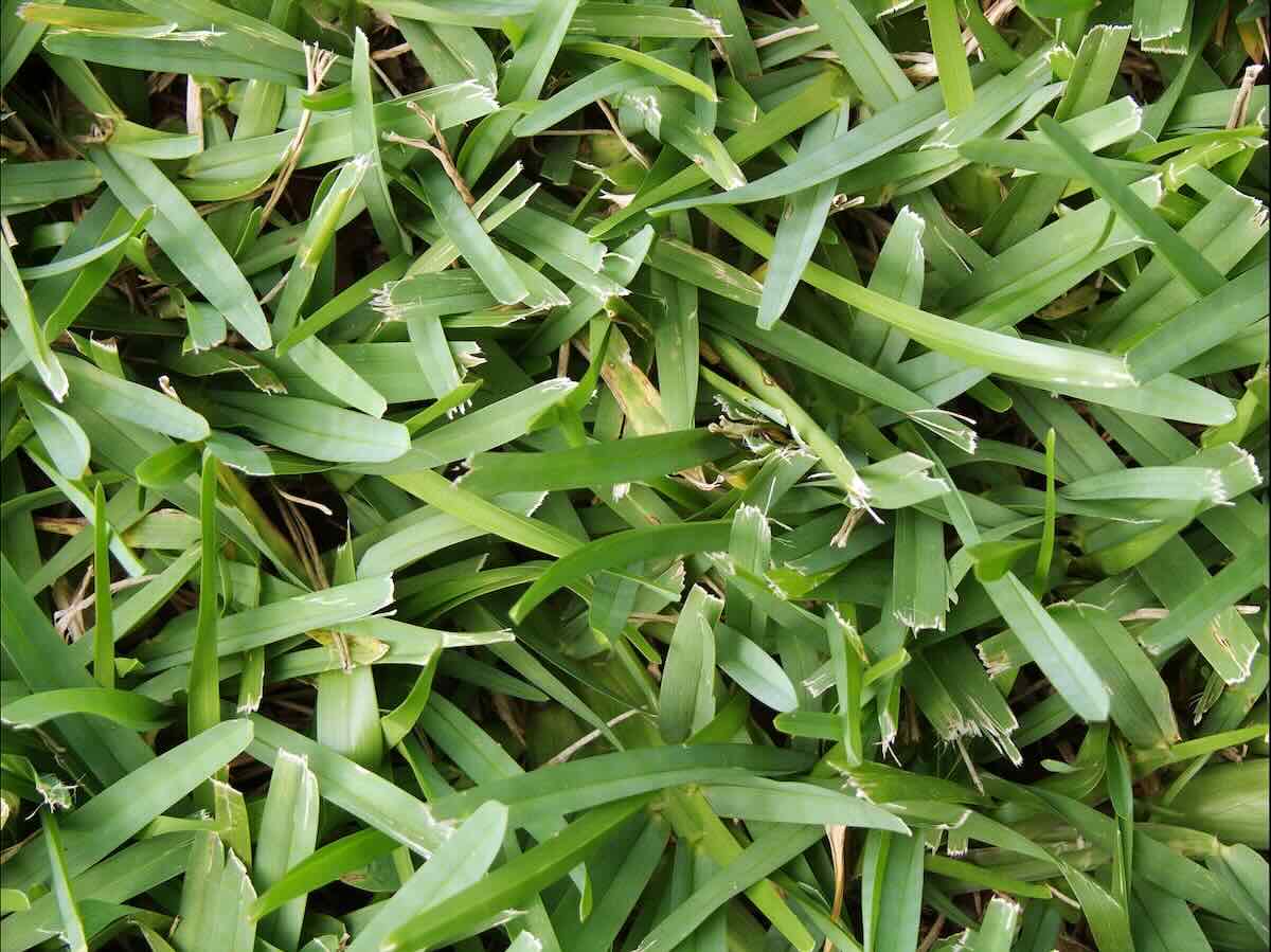 What To Use To Kill Weeds In St. Augustine Grass
