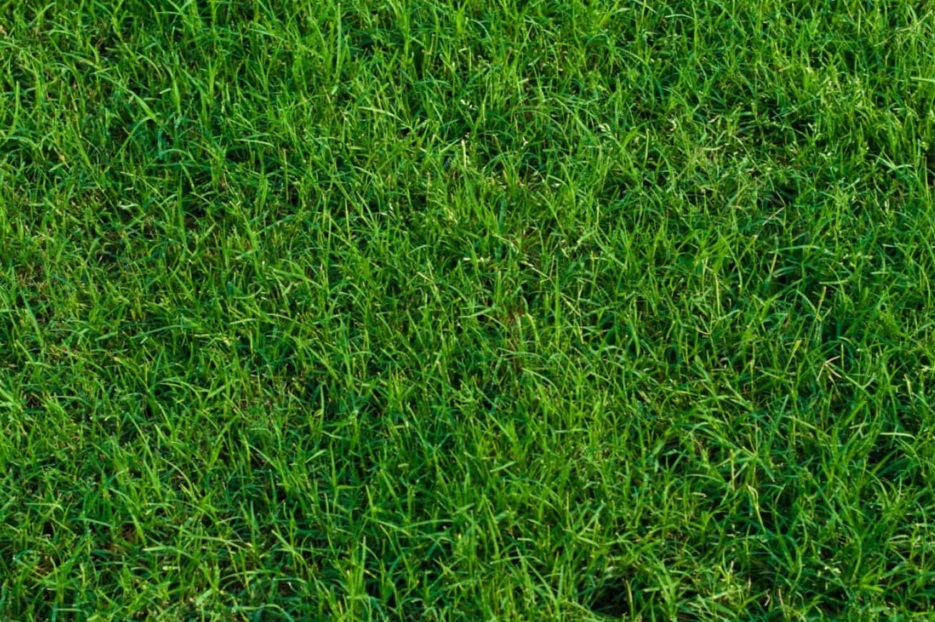 What Type Of Bermuda Grass To Have
