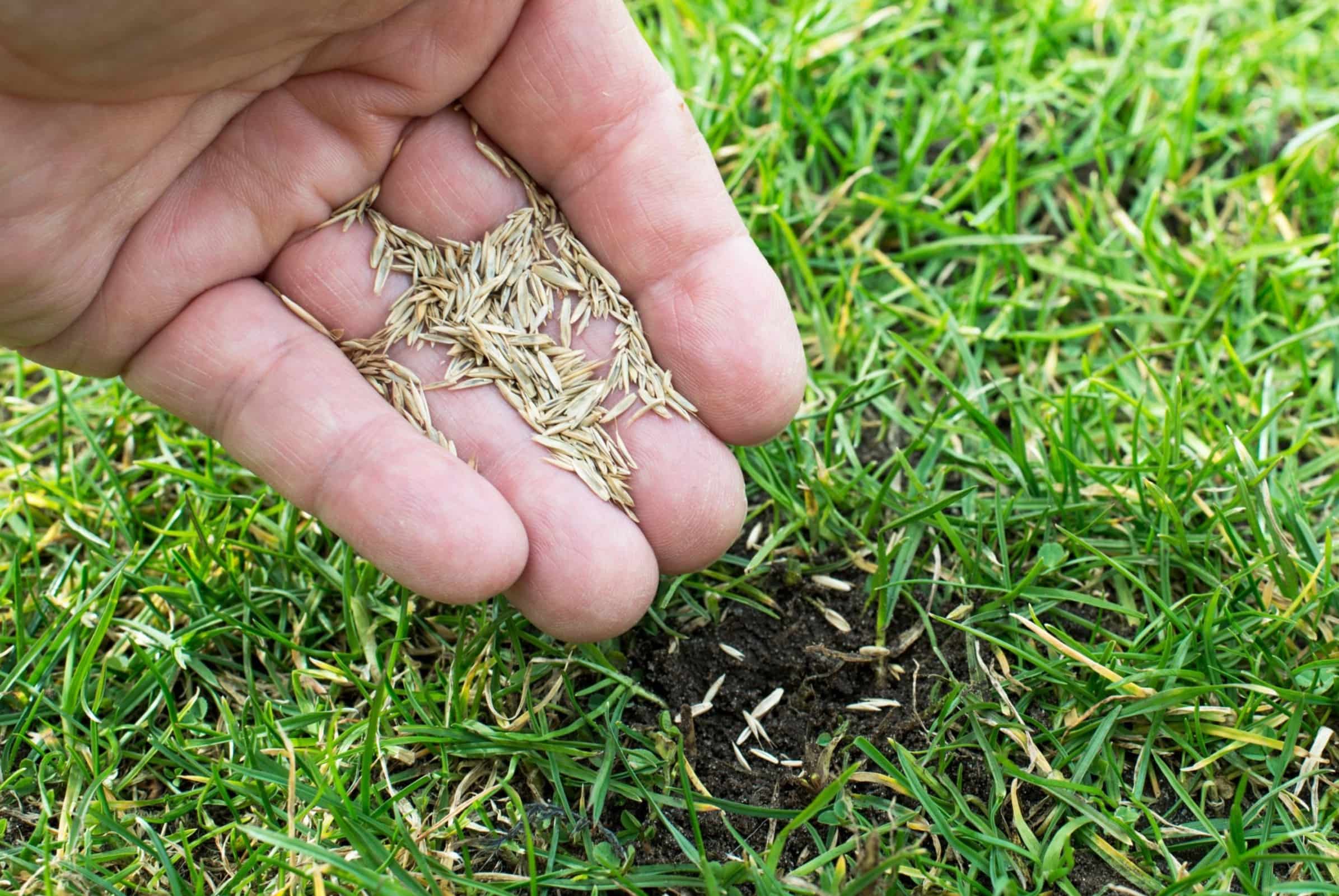 What Type Of Grass Seed To Plant In Fall