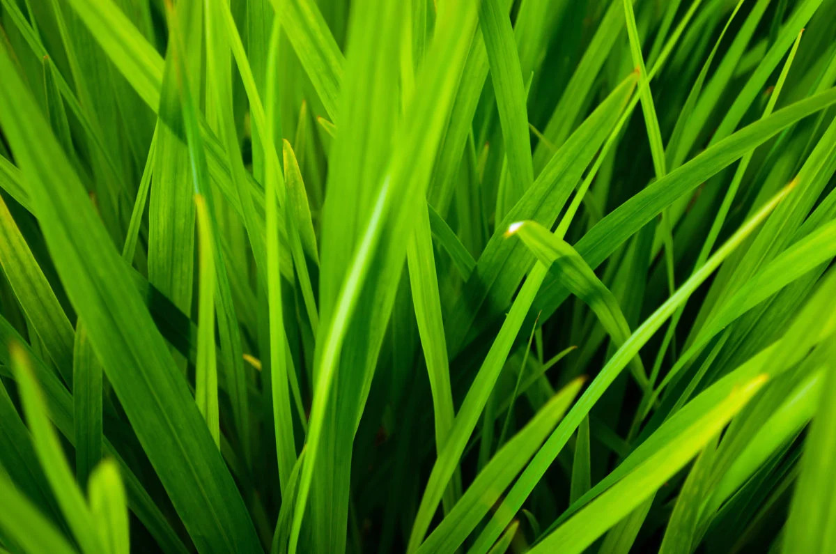 What Type Of Grass To Have In Texas | Storables