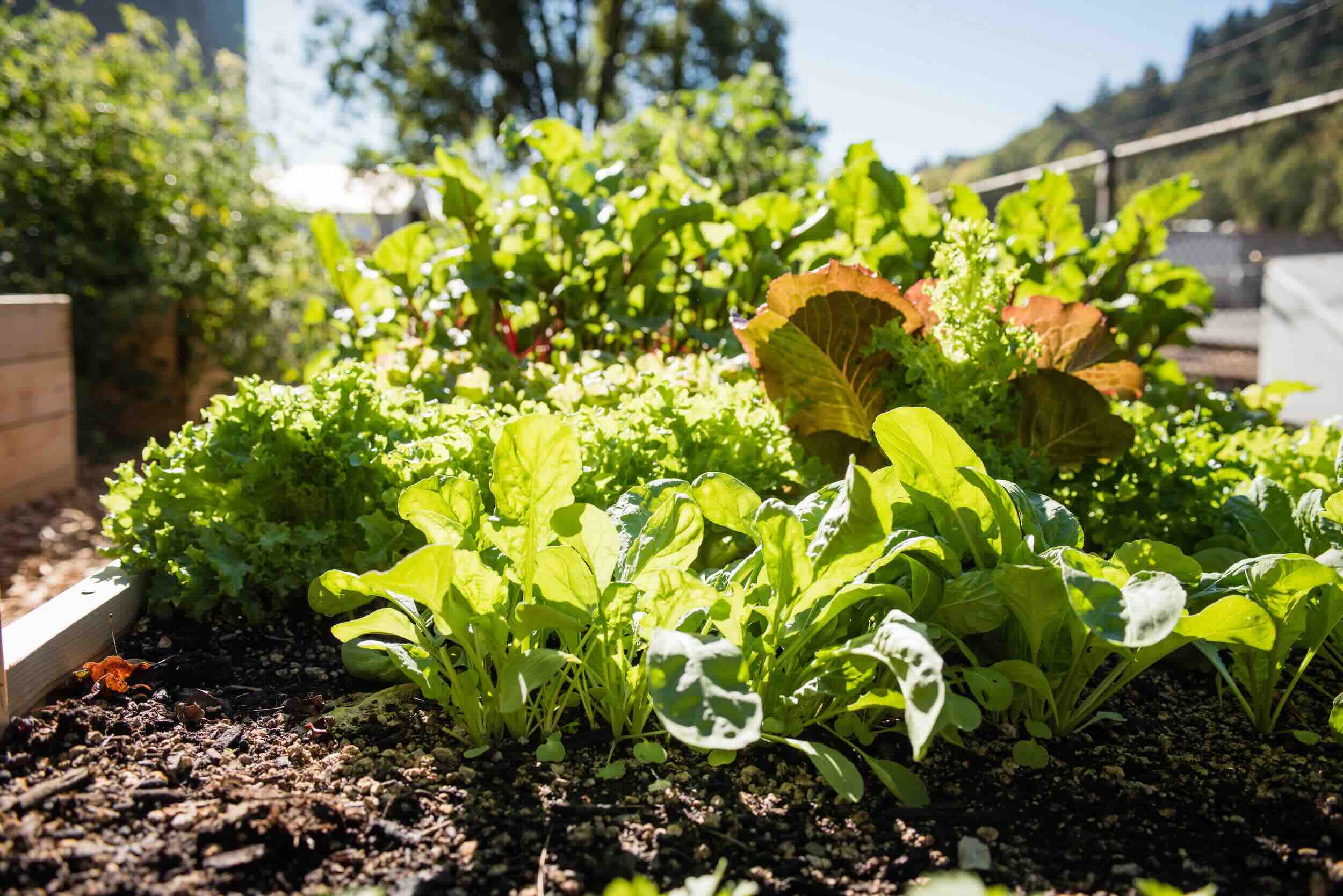 What Vegetables Grow Best In A Raised Garden Bed?