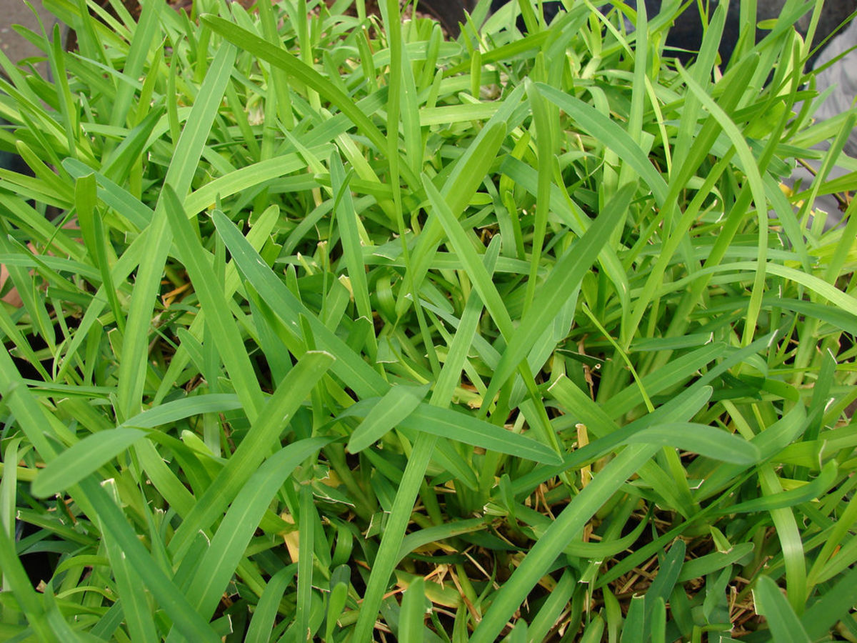 What Weed Killer Is Safe For St. Augustine Grass