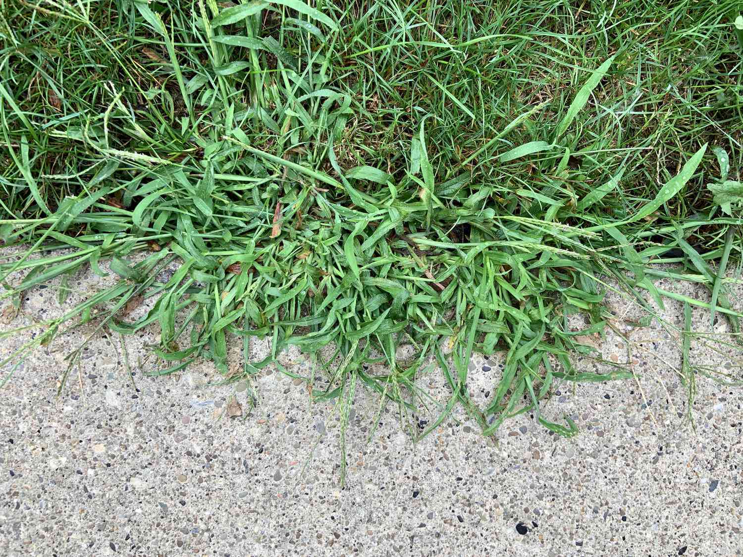 What Weeds Grow In Grass