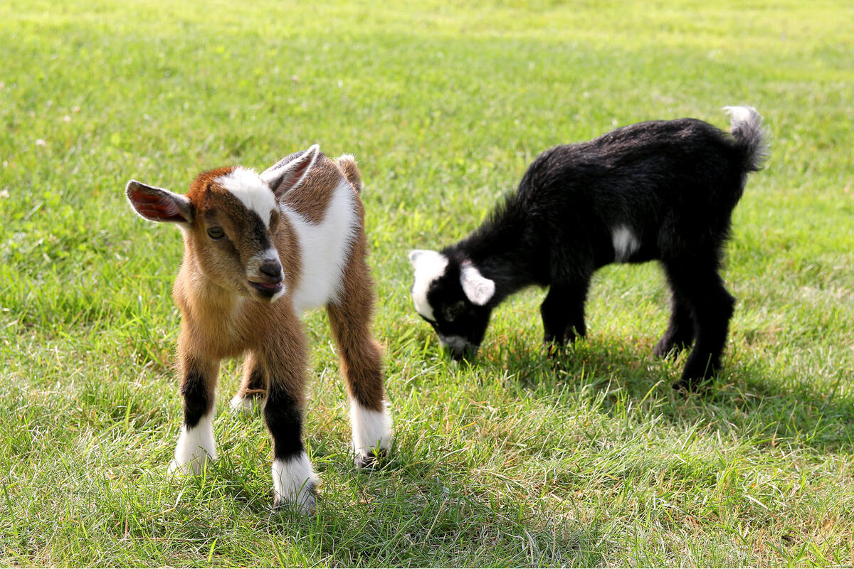 When Do Baby Goats Start Eating Grass