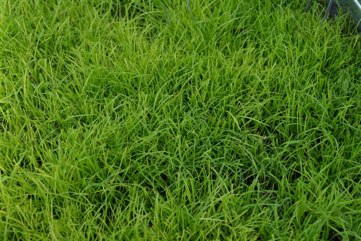 When Does Bahia Grass Start Growing