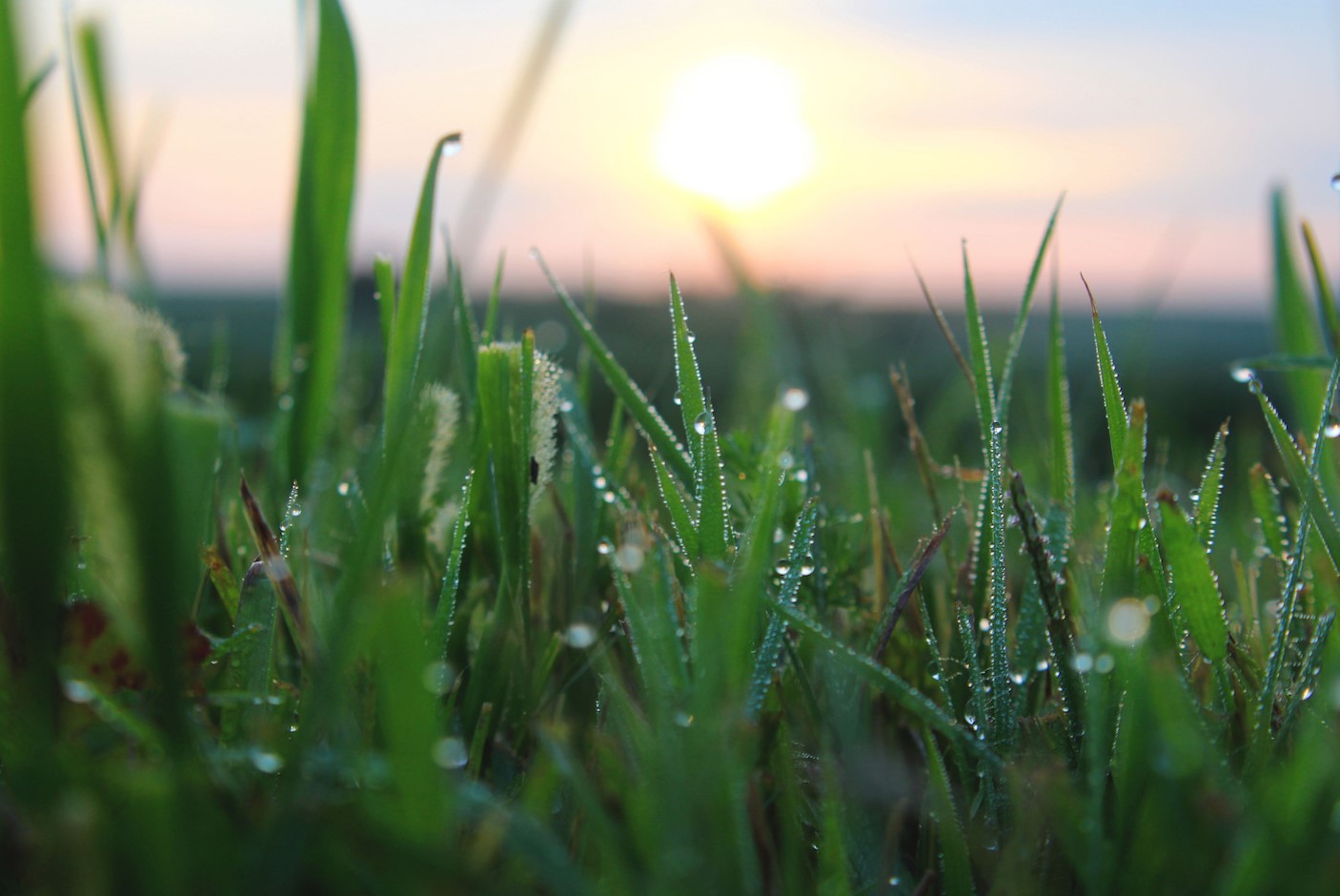 When Does Dew Form On Grass