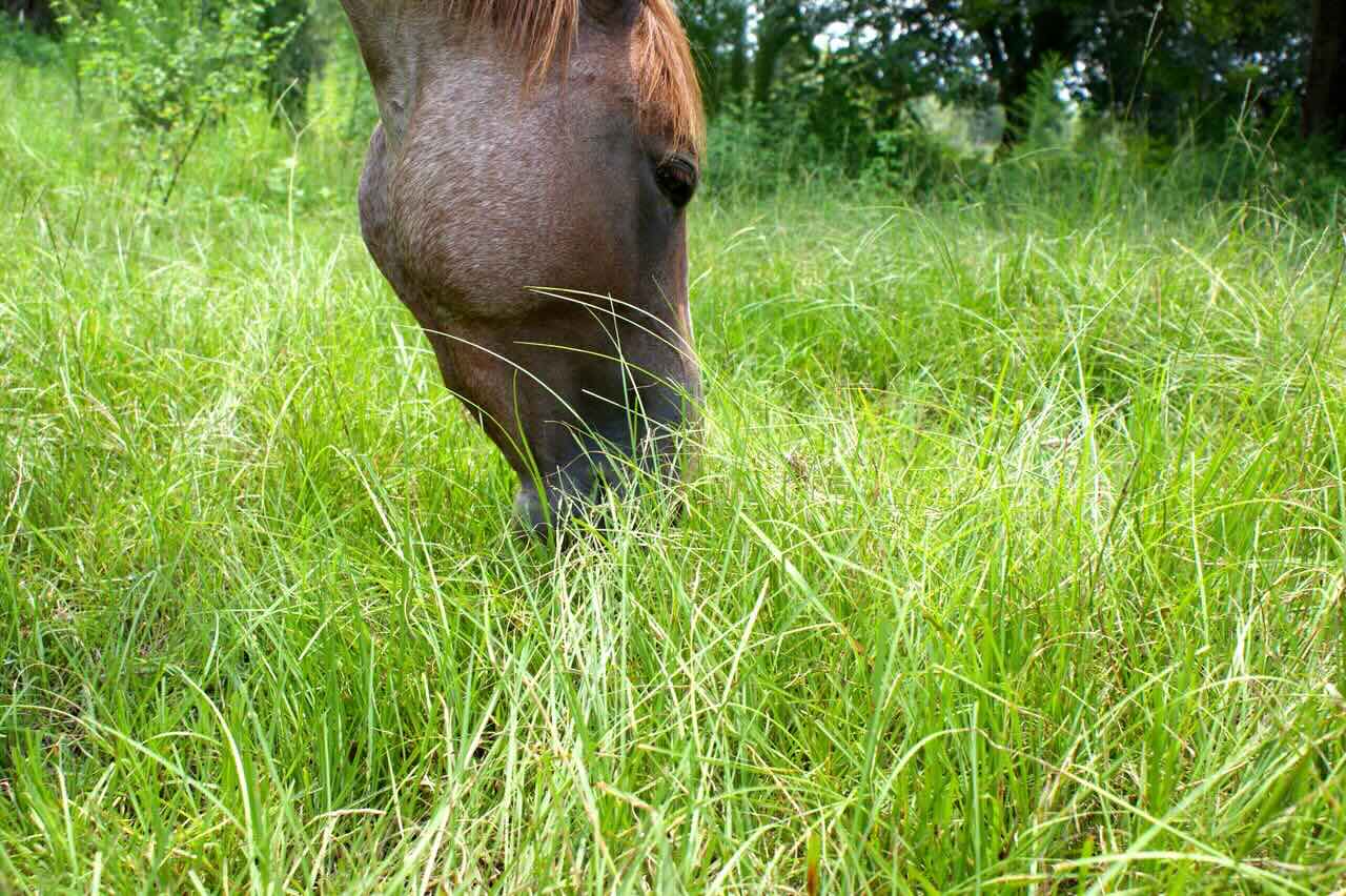 When Is Grass Most Dangerous For Horses