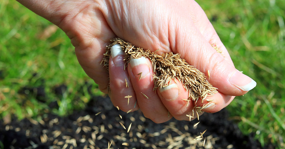 When Is The Best Time To Plant Grass Seed In North Carolina