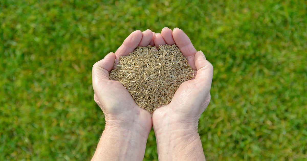 When Is The Best Time To Plant Grass Seed In South Carolina