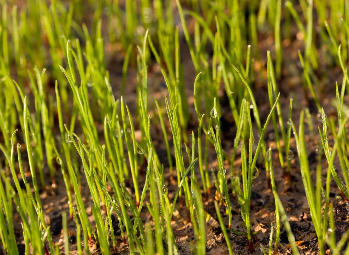 When Is The Best Time To Plant Grass Seed In Virginia