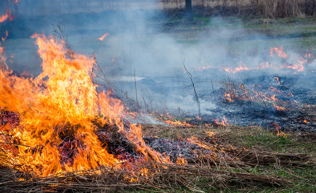 When To Burn Your Grass
