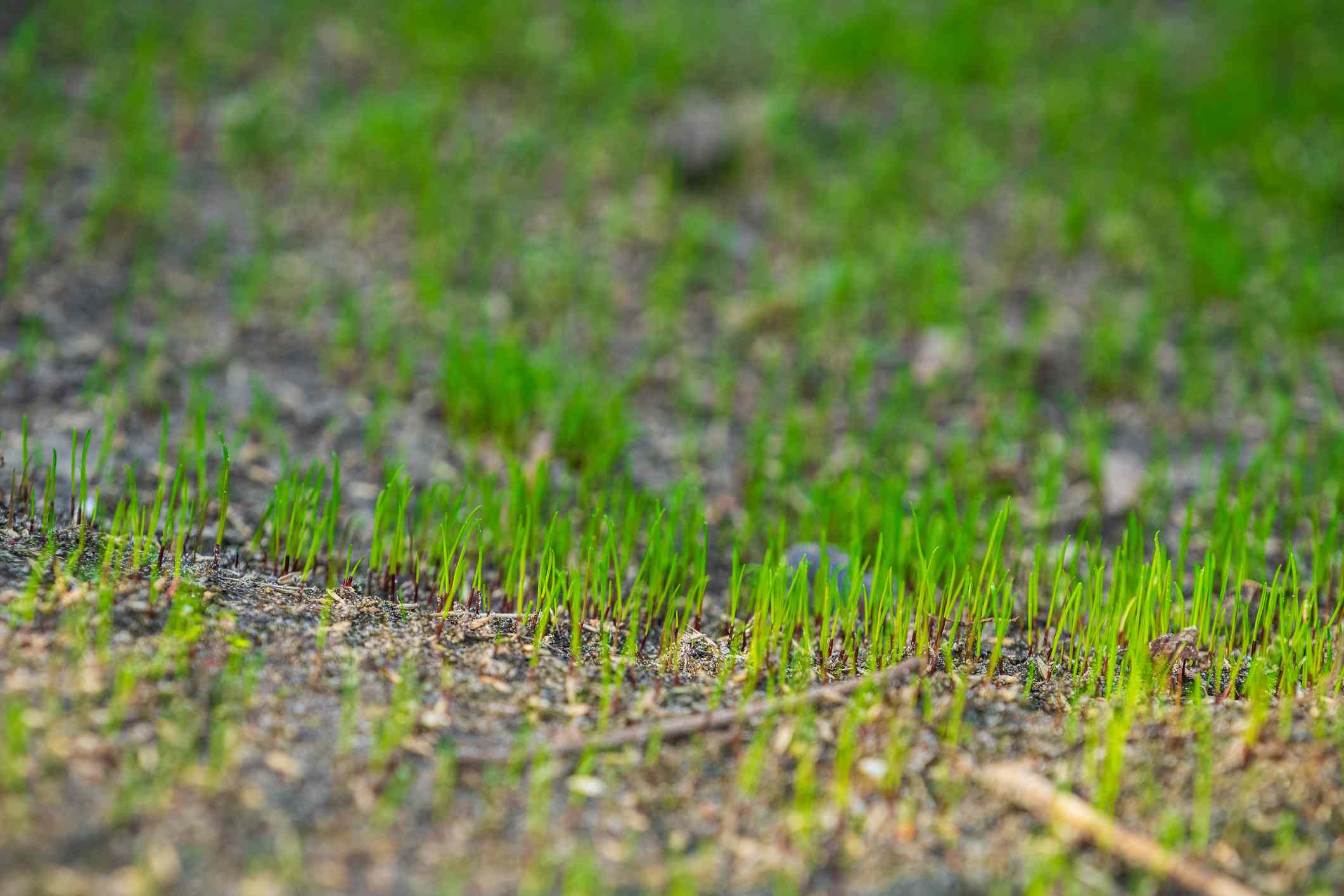 When To Cut New Grass Seed