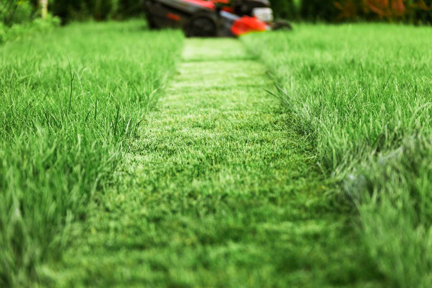 When To Mow Overseeded Grass