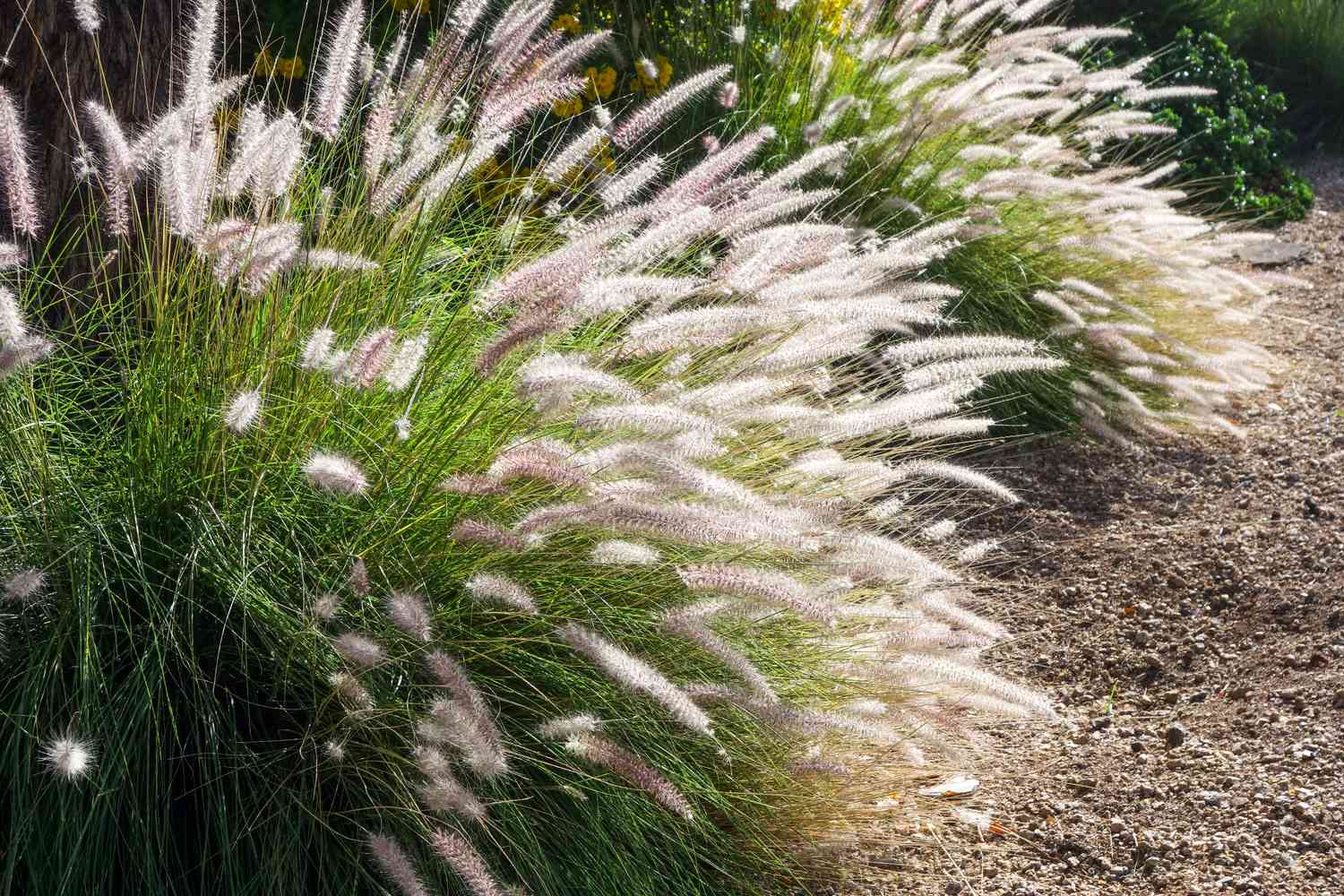 When To Plant Decorative Grass