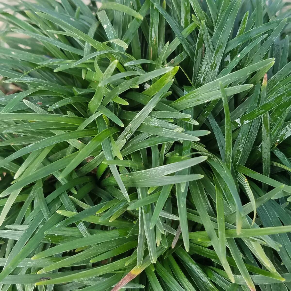 When To Plant Dwarf Mondo Grass