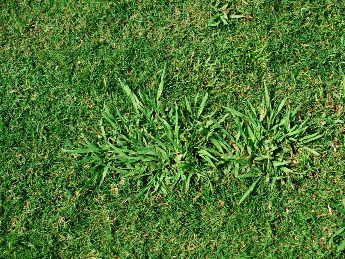 When To Plant Grass In Maryland