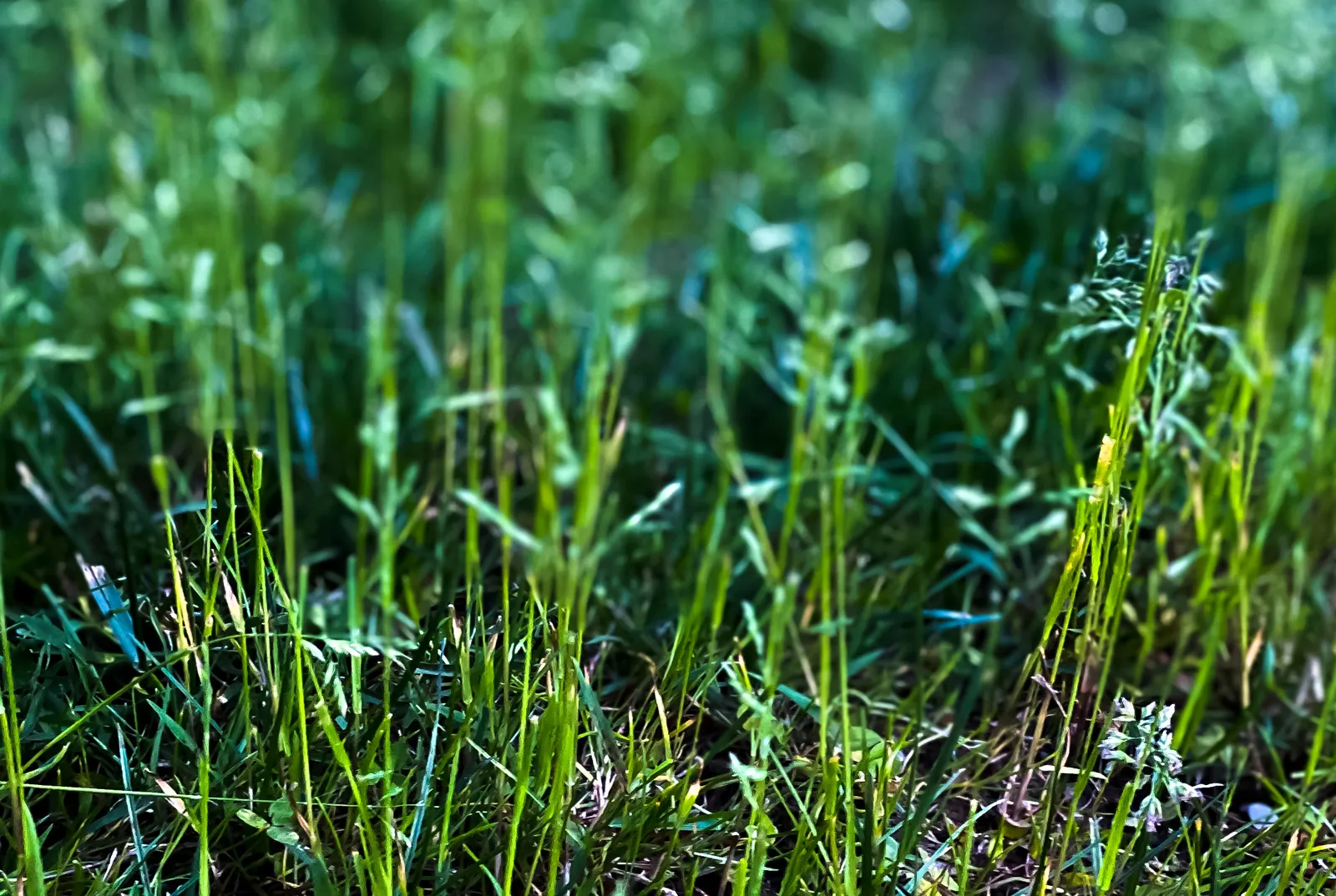 When To Plant Grass In Massachusetts In Spring