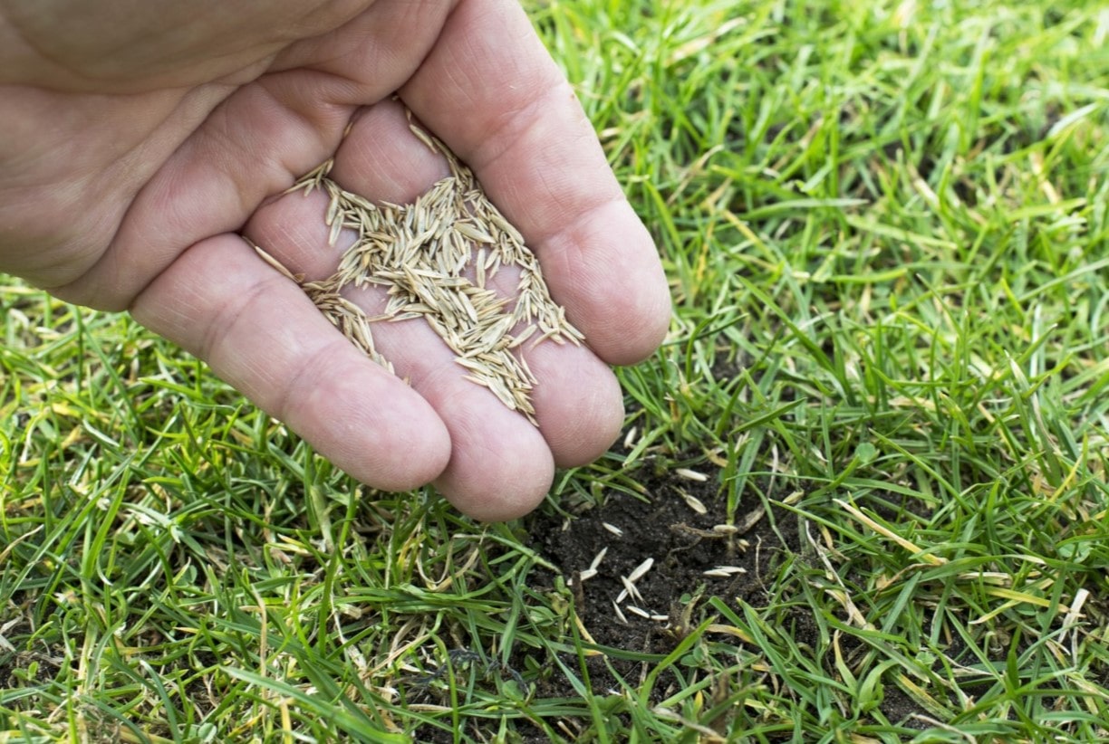 When To Plant Grass Seed In CT In Fall