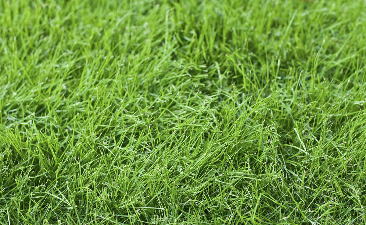 When To Plant Grass Seed In Maryland