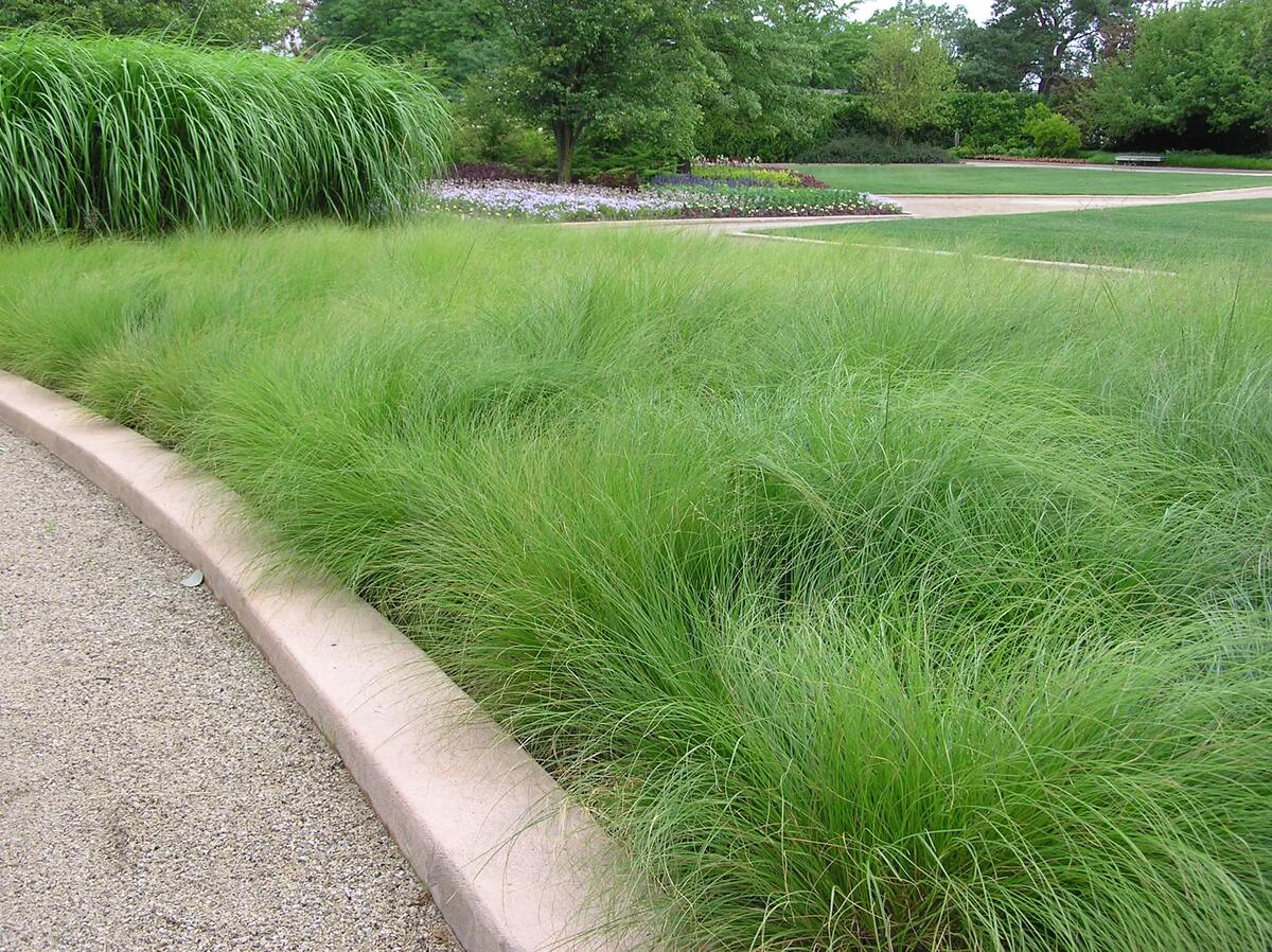When To Plant Grass Seed In Minneapolis