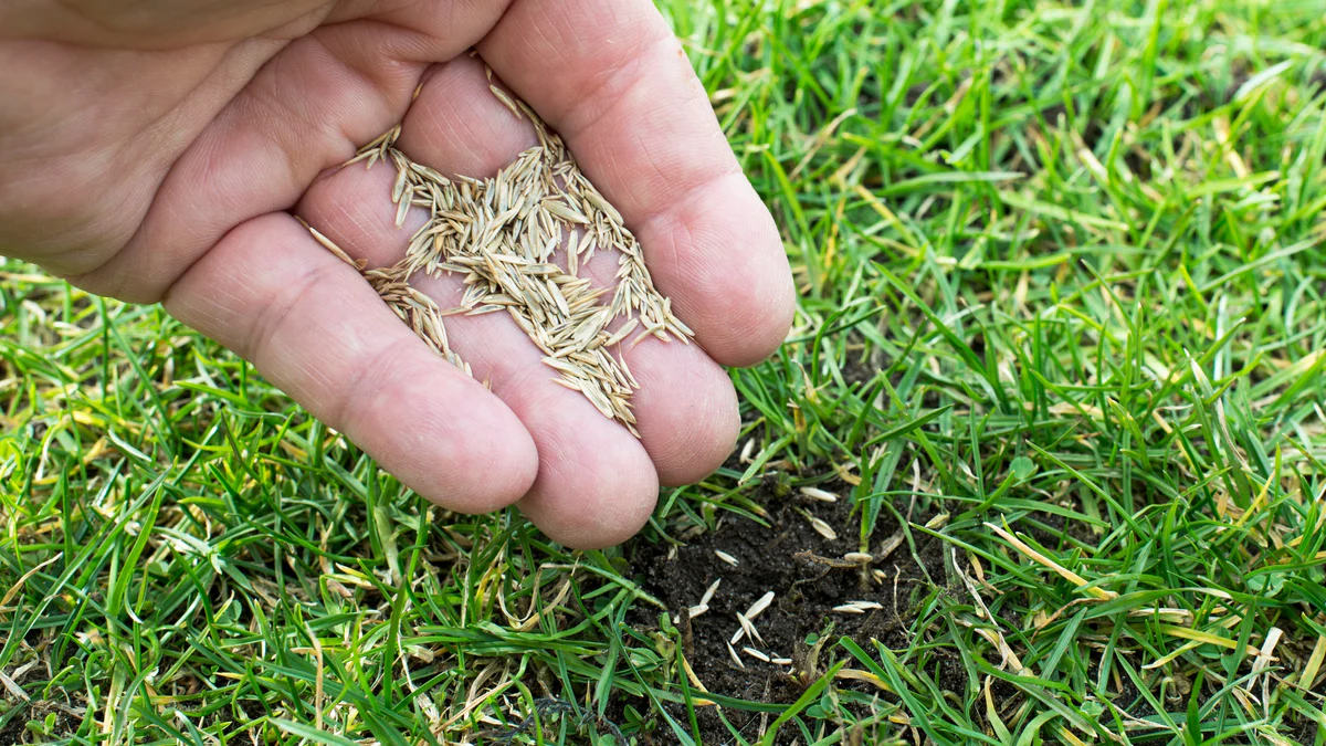 When To Plant Grass Seed In The Fall