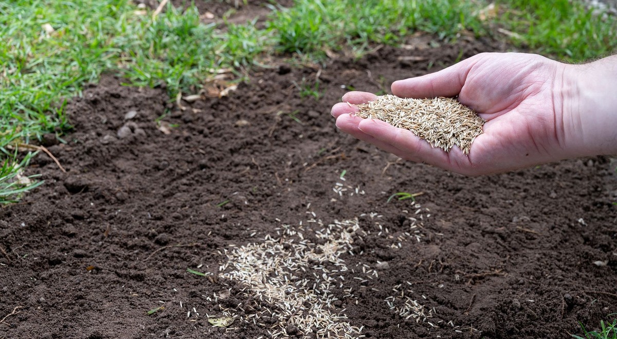 When To Plant Grass Seed In The Spring