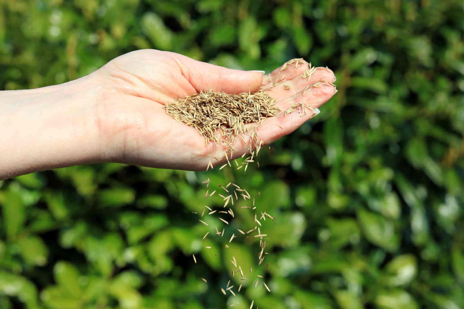 When To Plant Grass Seed In The UK