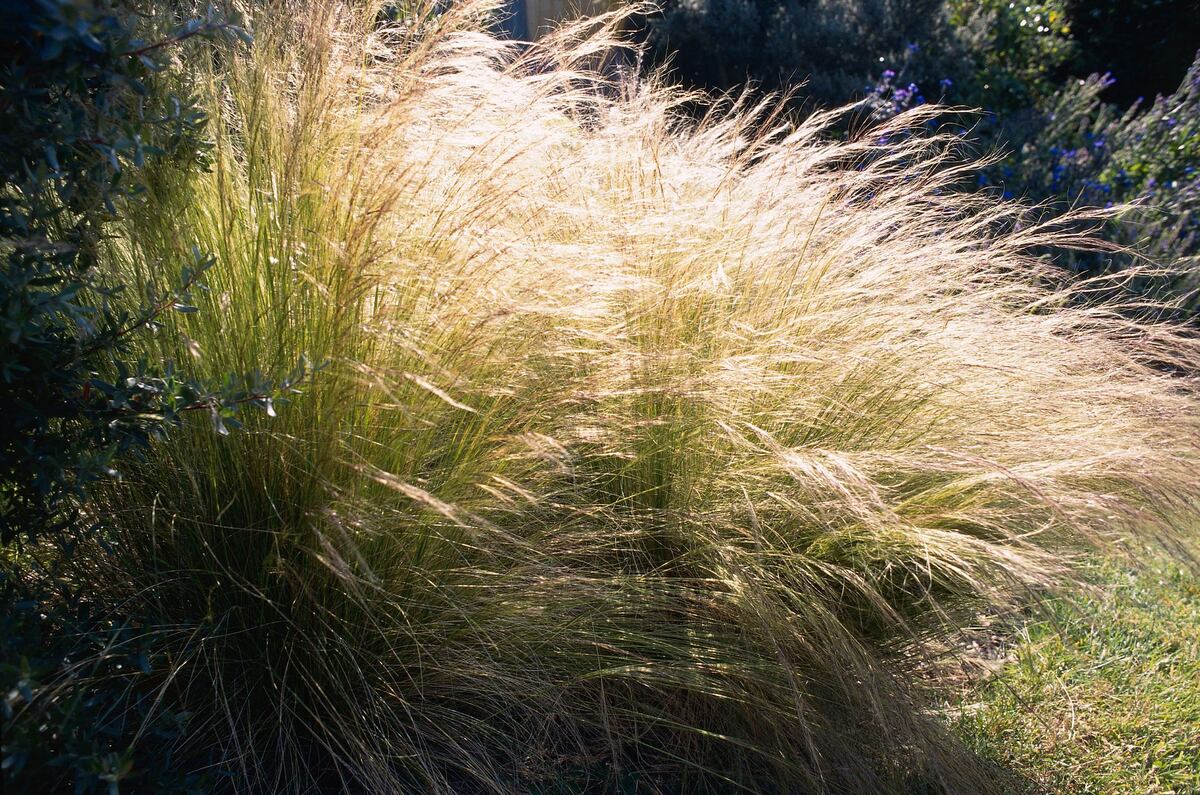 When To Plant Mexican Feather Grass
