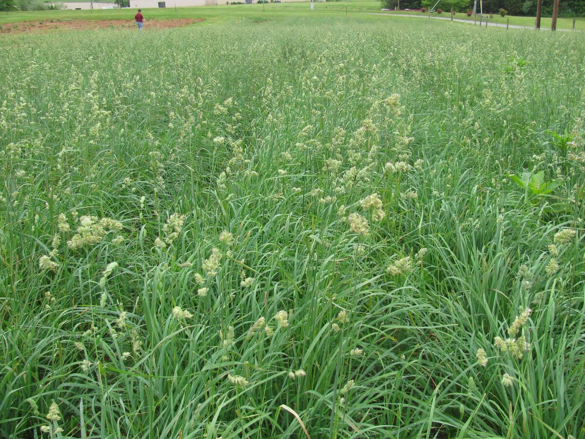 When To Plant Orchard Grass Seed