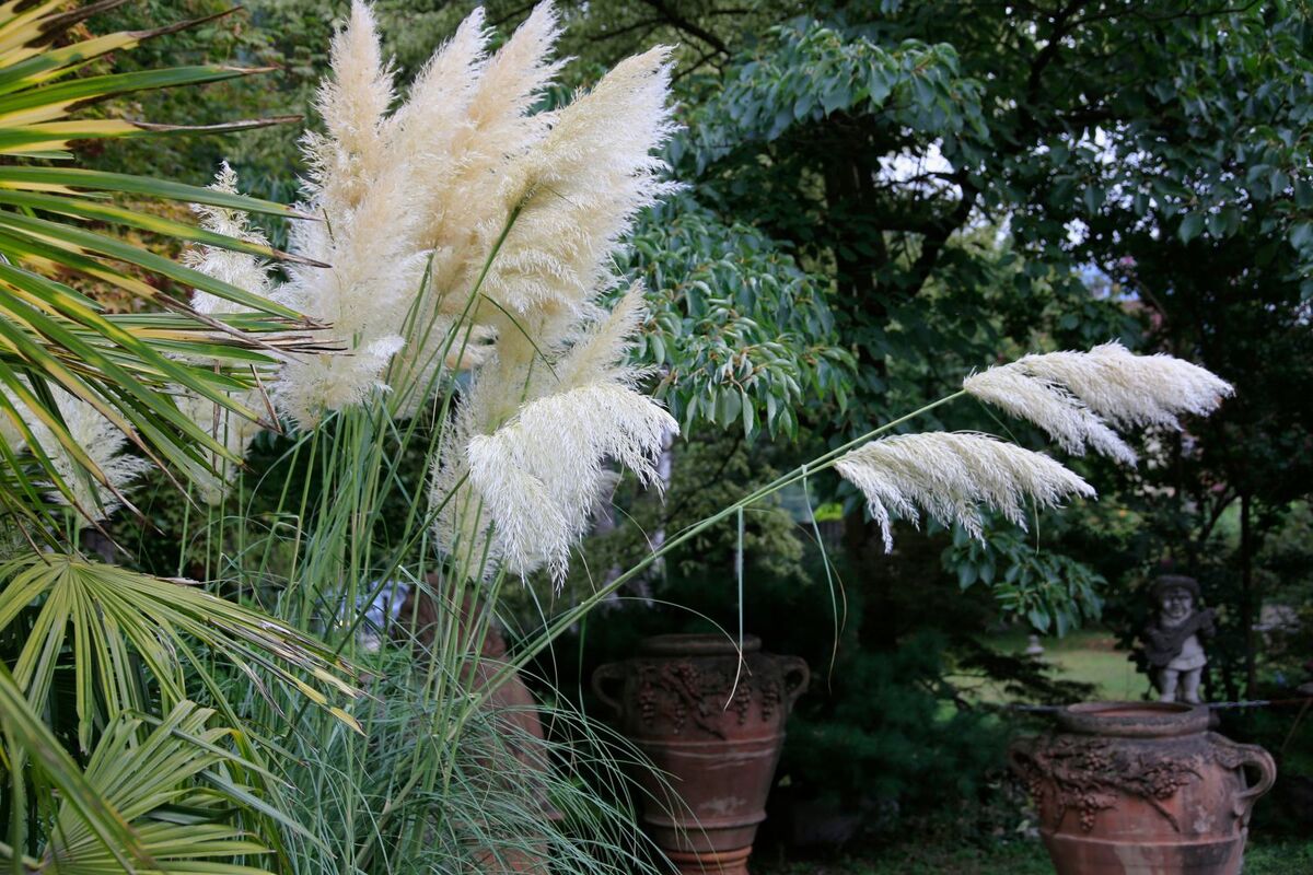 When To Plant Pampas Grass