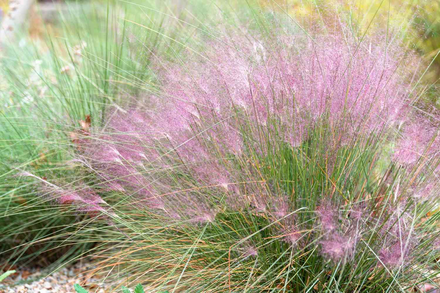 When To Plant Pink Muhly Grass
