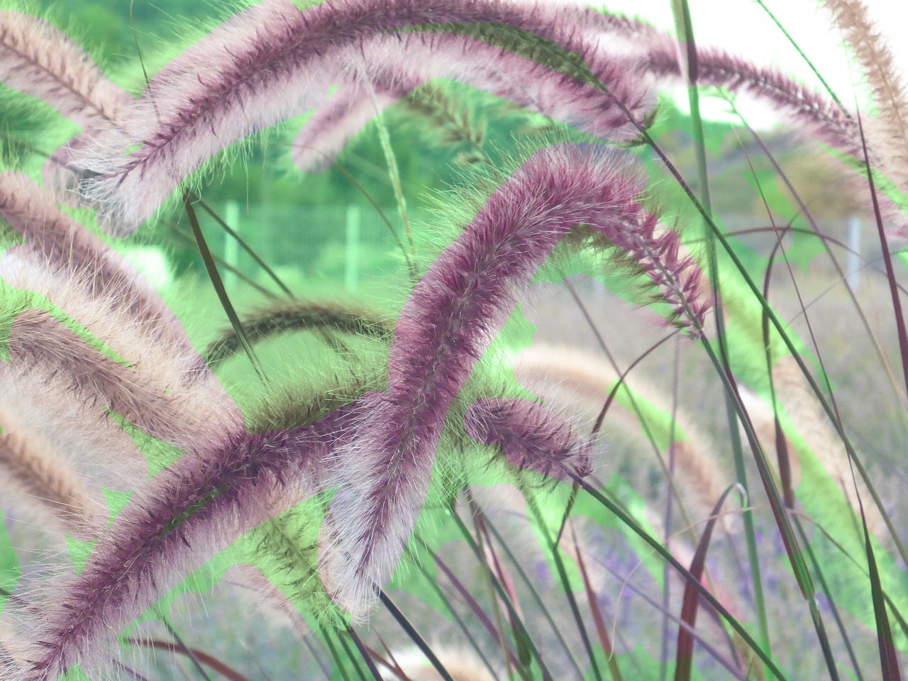 When To Plant Purple Fountain Grass