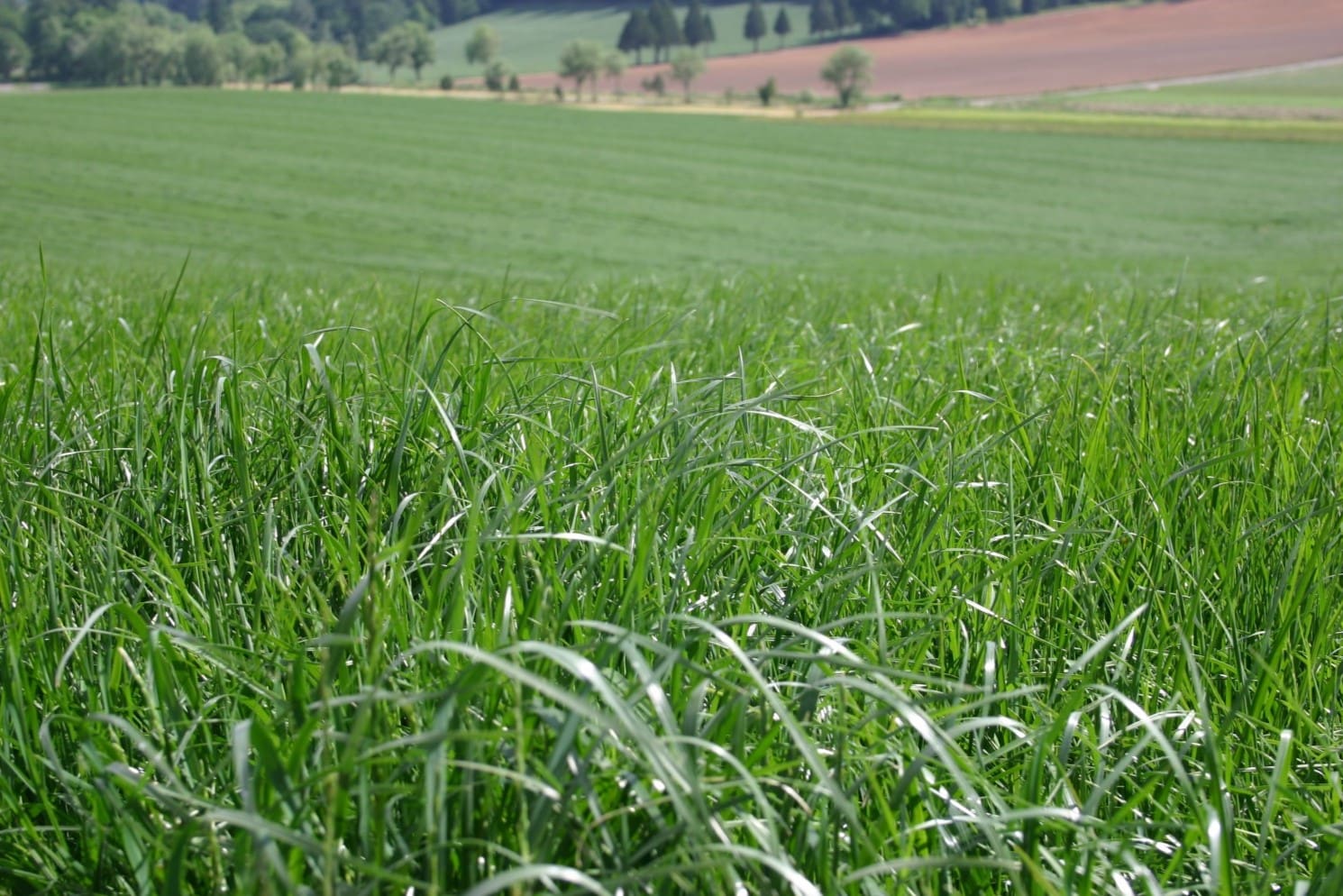 When To Plant Rye Grass