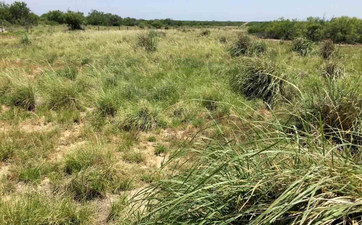 When To Plant Rye Grass In Texas
