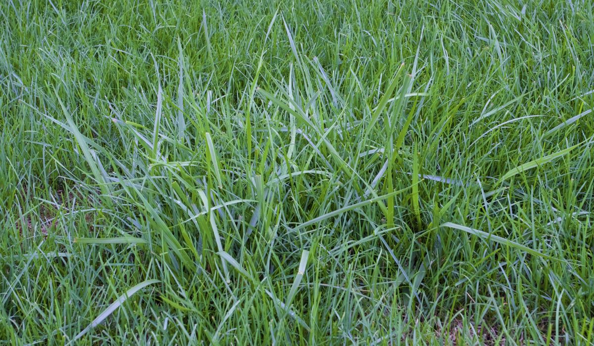 When To Plant Tall Fescue Grass