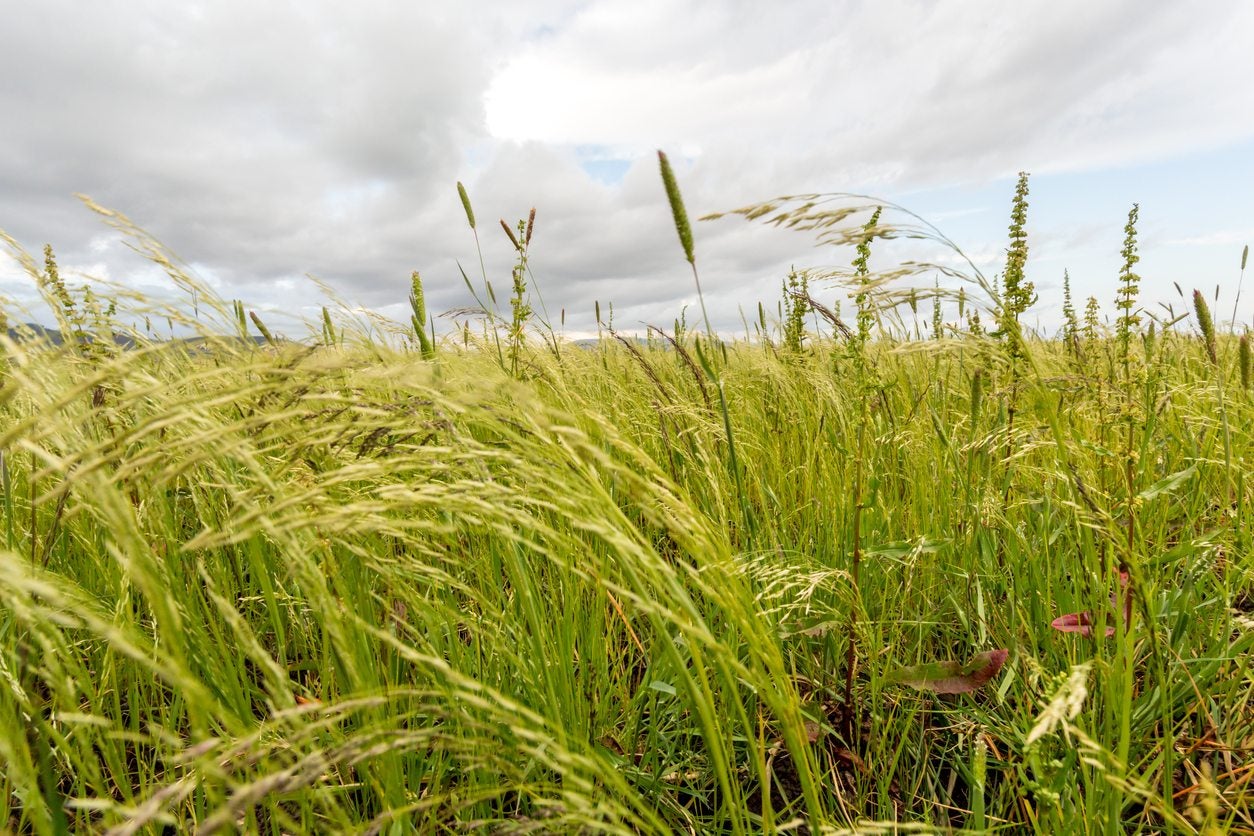 When To Plant Teff Grass